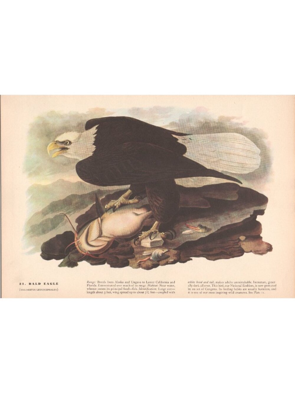 Audubon Bald Eagle Print 1942 Birds of America Plate 31 Vintage Art